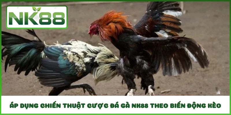 Áp dụng chiến thuật cược đá gà NK88 theo biến động kèo