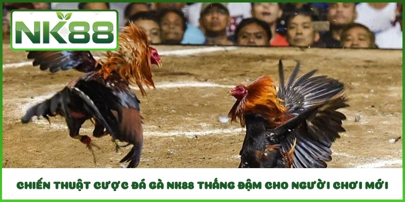 Chiến Thuật Cược Đá Gà Nk88 Thắng Đậm Cho Người Chơi Mới