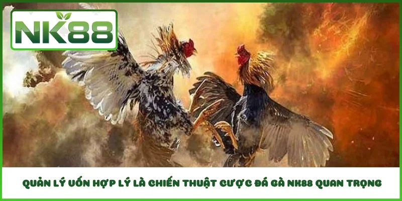  Quản lý vốn hợp lý là chiến thuật cược đá gà NK88 quan trọng 