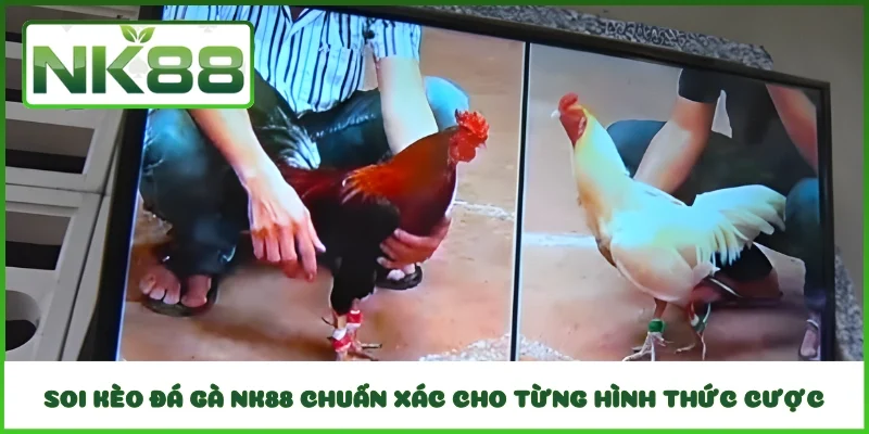 Soi kèo đá gà NK88 chuẩn xác cho từng hình thức cược