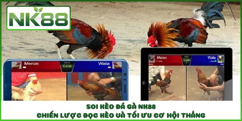 Soi Kèo Đá Gà NK88 - Chiến Lược Đọc Kèo Và Tối Ưu Cơ Hội Thắng