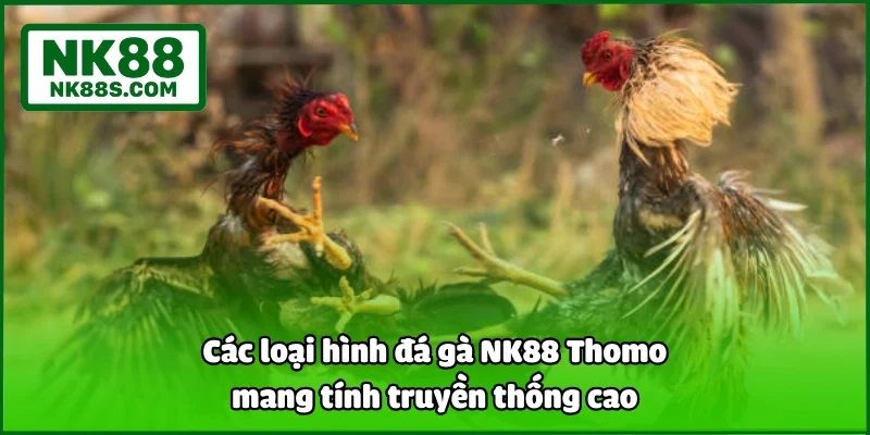 Các loại hình đá gà NK88 Thomo mang tính truyền thống cao